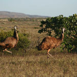 Emus / Western Australia, Copyright © 2009
