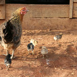 chook and his chicken near Phonsavan / Laos, Copyright © 2011