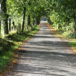 Avenue up to Grotenburg, Copyright © 2011