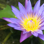 Water lily, Phnom Penh / Cambodia, Copyright © 2011