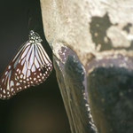 beautiful marked butterfly, Laos, Copyright © 2011