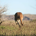 Kangaroo / Western Australia, Copyright © 2009