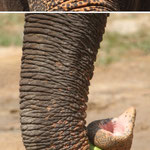 Strong forehead, long trunk - Who am I? / Koh Phangan, Copyright © 2013