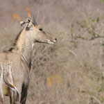 Ranthambore Tiger Reserve / Rajasthan, Copyright © 2009