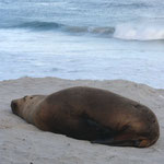 Seals, Kangaroo Island / South Australia, Copyright © 2009