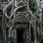 Ta Prohm - silk cotton trees growing over the ruins, Angkor / Cambodia, Copyright © 2011