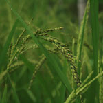 Growing Rice, Copyright © 2012