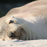 Seals, Kandaroo Island / South Australia, Copyright © 2009