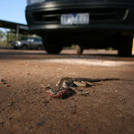 Dead Lizzard, Kakadu National Park / Northern Territory, Copyright © 2009