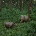 Rhino / Chitwan-Nationalpark, Copyright © 2008