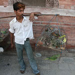 Bird seller / Kathmandu, Copyright © 2008