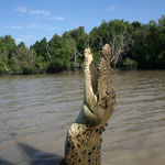 Jumping Crocodile, Adelaide River / Northern Territory, Copyright © 2009