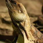 Frilled lizard / New South Wales, Copyright © 2009