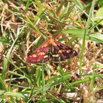 Purpurroter Zünsler (Pyrausta purpuralis L.).  2018 08 08, Schlägl