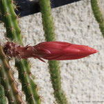 Blütenknospe des Schlangenkaktus (Aporocactus sp.); 2017 05 21, Schlägl 