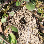 Einige Wildbienen bauen ihre Brutnester im Boden. 2019 04 05, Schlägl