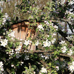 Meisenkobel im blühenden Apfelbaum. 2018 04 25, Schlägl