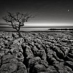 M - A - Eddy Wellens - Yorkshire Limestone