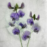 Eddy Wellens - Experiment - Frozen Flower #1 - A