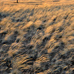 Experiment - A - Eddy Wellens - Namibian Grass