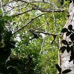 Atèle ou singe araignée. Photo Pierre Gutierrez.