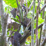 Jeune Coatis. Photo Pierre Gutierrez.