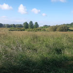 Foto: J. Baade 11.06.2024