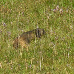 marmotte au casse croute!