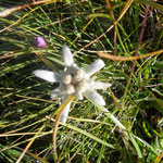 Edelweiss