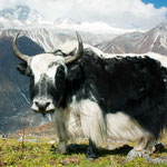 Gansu yak