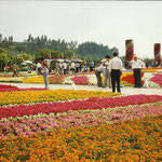 Kunming, il festival dei fiori 1997