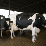 350 Holsteins