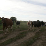 Les stagiaires courent après les vaches