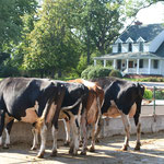 Les vaches importantes