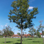Ein "D'Obstgarten" Bewohner stellt sich vor: Speierling (Sorbus domestica) ein rares Wildobst