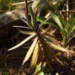 Kreuzblättrige Wolfsmilch (Euphorbia Lathyris)