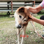 富山保護犬,岡山アニマルヒーリング,アニマルコミュニケーター,ペットロス