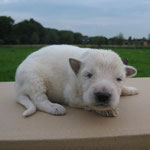 Reu bruin leer