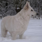 Een hond met korte pootjes of veel sneeuw :)