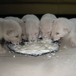 varkens of puppies?