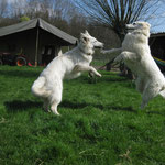 Kash en Kayenne maken zich al wat moe voor de wandeling