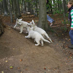 de pupjes mogen spelen in het bos
