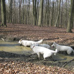 En door modderige bossen