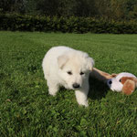 Reu Paars (donkerbruin leer)