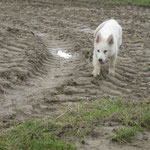 joepie, fijn om in het modderig veld te zijn!