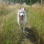 Een zomerse wandeling