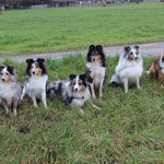 Mandy und ihre Nachkommen: Amor,Bella,BlueBoy,Mandy,Finn,Dini