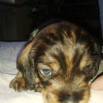 Joschi