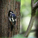 Buntspecht - Dendrocopos major - Weibchen beim Füttern