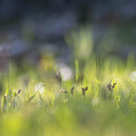 Hasenbrot - Feld-Hainsimse (Luzula campestris)